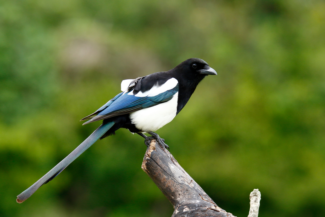 Which Animals Can Recognise Their Own Reflection?