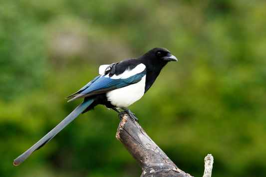 Which Animals Can Recognise Their Own Reflection?