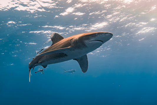 How Do Sharks Sleep?