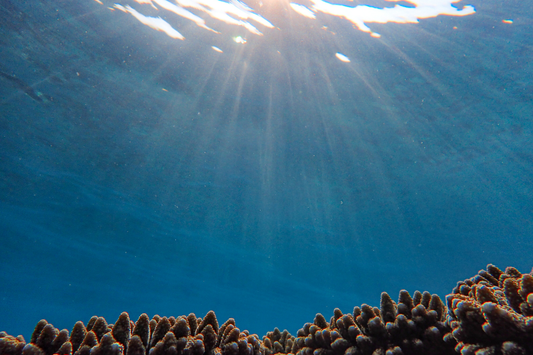 Why Are Some Parts of the Ocean Like Underwater Deserts?