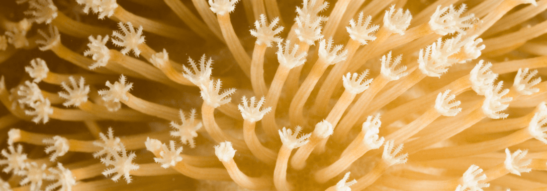 What Do Corals Eat? The Surprising Diet of a Coral Reef