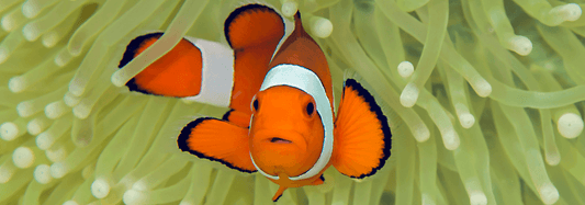 Clownfish: 5 Surprising Facts About One of the Reef’s Most Famous Fish