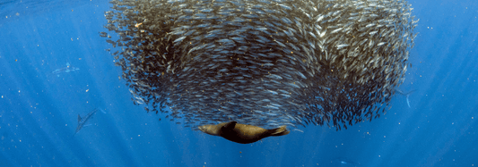 The Sardine Run: One of the Ocean's Greatest Wildlife Spectacles