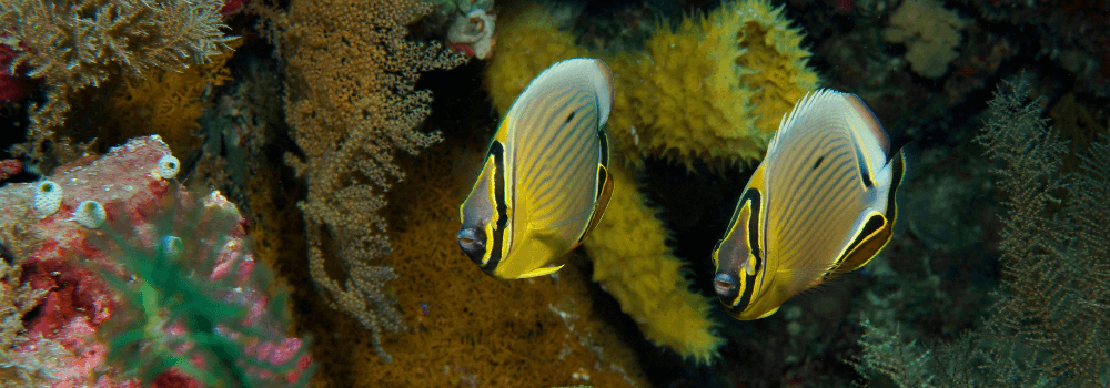 Butterflyfish: The Reef’s Living Jewels