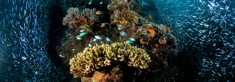 5 Surprising Facts About Corals That Will Change How You See the Ocean