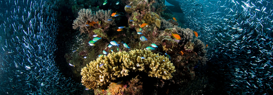 5 Surprising Facts About Corals That Will Change How You See the Ocean