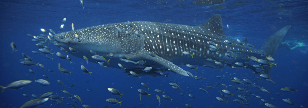 5 Surprising Facts About Whale Sharks That Will Change How You See Them