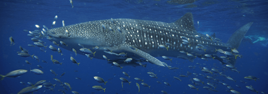 5 Surprising Facts About Whale Sharks That Will Change How You See Them