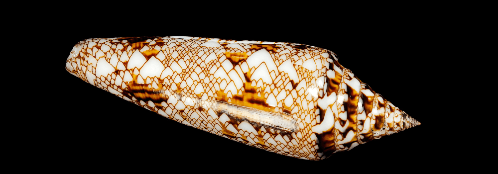 Cone Snails - The Reef’s Hidden Hunters!