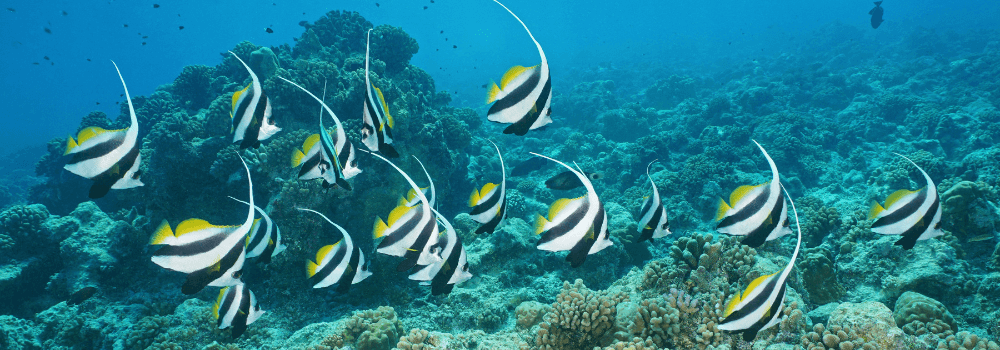 Moorish Idol vs Bannerfish - Can You Tell Them Apart?