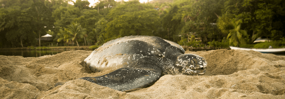 5 Surprising Facts About Leatherback Turtles That Will Change How You See Them