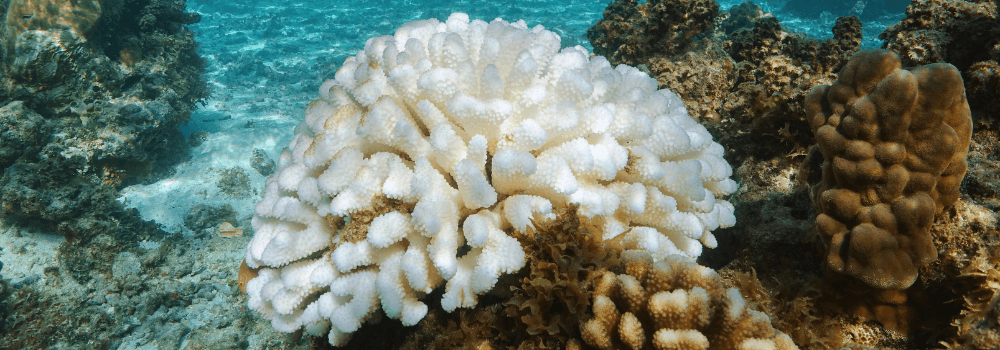 Bleached Coral