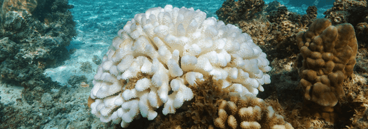 Bleached Coral