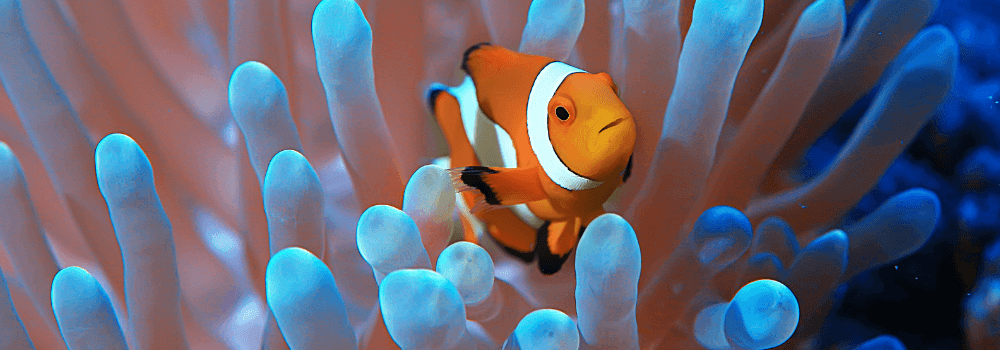 Why Do Some Fish Change Sex?