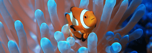 Why Do Some Fish Change Sex?