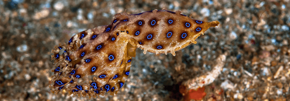 Blue-ringed octopus showing her blue rings