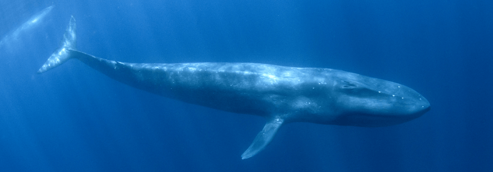 What Is the Largest Animal in the Ocean?
