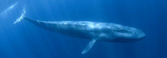 What Is the Largest Animal in the Ocean?