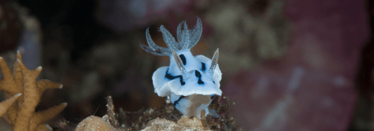 6 Surprising Facts About Nudibranchs That Make Them Even More Incredible