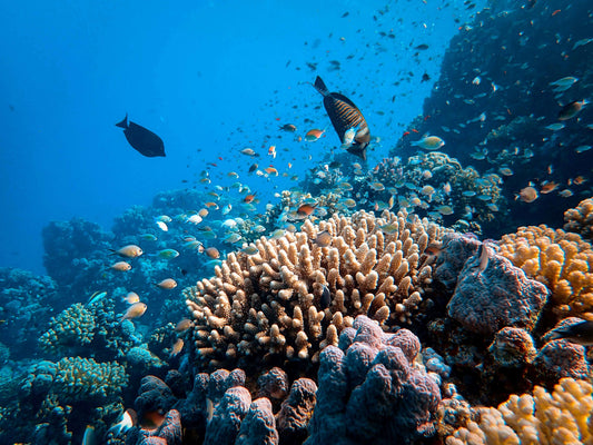 Why Coral Reefs Are Essential for People and the Planet ?