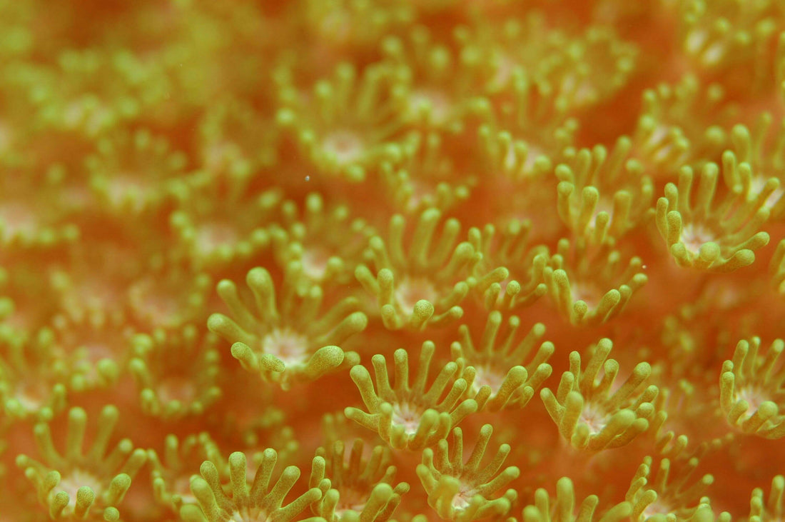 What is coral?
