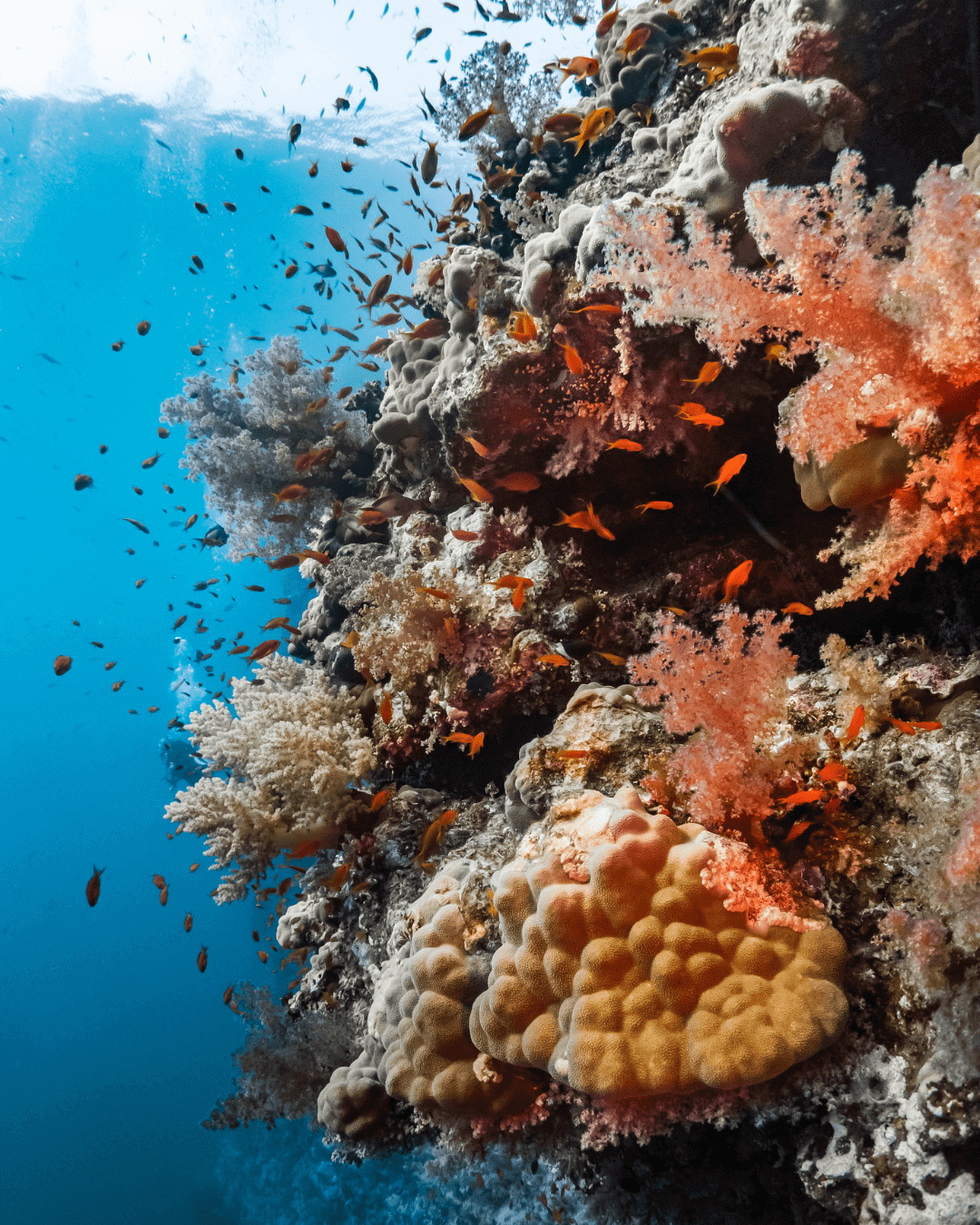colourful wall of corals with anthias fish swimming